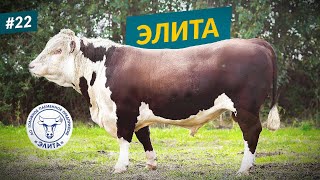 ЭЛИТА баш нәсел хуҗалыгы.