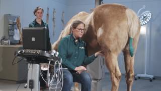 How to Ultrasound the Equine Stifle Joint