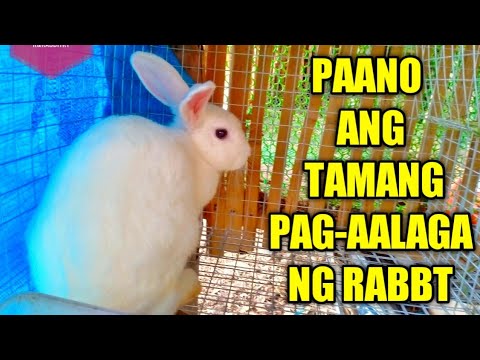 rabbit farming phil-TIPS: sa tamang pag-aalaga ng rabbit.