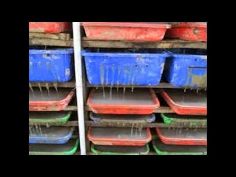 jual bibit cacing lumbricus cilacap banyumas 085742264786 jual bibit cacing lumbricus cilacap banyumas 085742264786