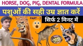 horse dental formula/ Dog dental formula/ pig dental formula/ horse age determination by dentition