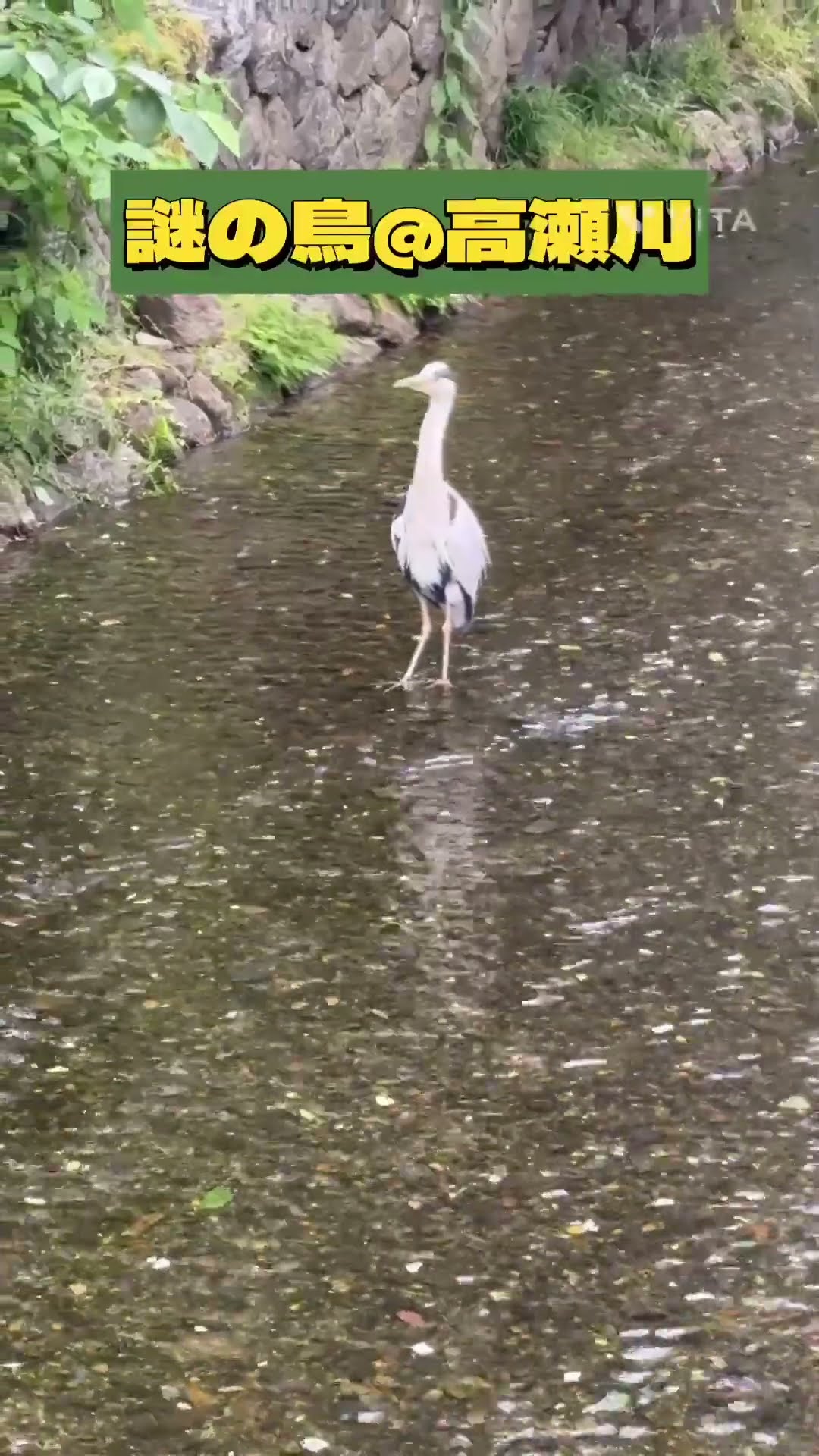 四条木屋町の高瀬川に現れた謎の鳥。名前分かる人コメントで教え