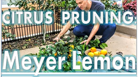 'Improved Meyer' Lemon Tree (YEAR 2) - Pruning Tip...