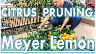 'Improved Meyer' Lemon Tree (YEAR 2)  Pruning Tips by IV Organic 3in1 Plant Guard