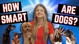 How SMART are Dogs? Compared to a Child?! Vet Explains! by Doctor Lindsay Butzer DVM 610 views 1 month ago 4 minutes, 29 seconds