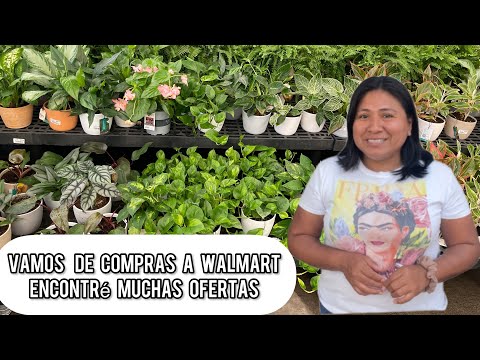 Video: ¿Walmart tiene caladios?