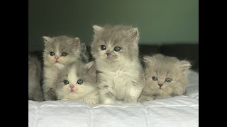 British Longhair Kittens by Adorable Stars Kittens 6,187 views 6 years ago 49 seconds