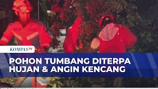 Hujan Deras & Angin Kencang, Pohon Mahoni 4 Meter Tumbang di Outer Ringroad Jakarta Barat