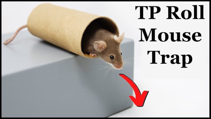 15 Best Homemade Mouse Trap Ideas That Really Work  Homemade mouse traps, Mouse  traps, Mouse trap diy