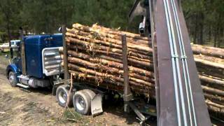 loading pine pulpwood