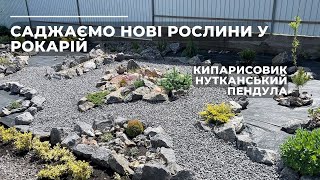 Саджаємо нові рослини у рокарій. Кипарисовик нутканський пендула