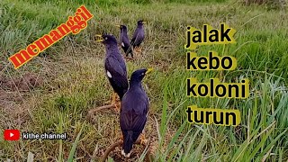 suara jalak kebo pikat ribut,suara memanggil koloni jalak liar turun