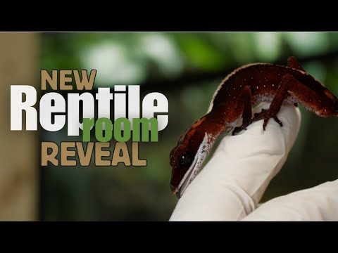Revealing a NEW Reptile(room)