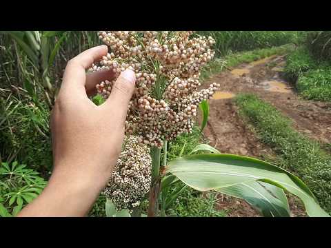 Video: Bunga jagung adalah tanaman yang indah