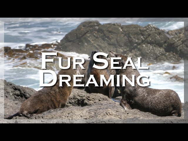 Fur Seal Dreaming - Scott Alexander King