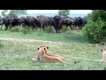 Lions vs. Buffalo.MOV