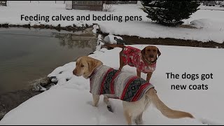 Feeding Calves, Bedding Freshing Pen and More Snow