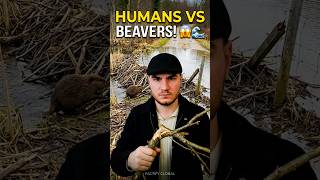 HUMANS VS BEAVERS! 🤯🌊 #nature #engineering #shorts