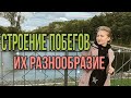 БОТАНИКА||СТРОЕНИЕ ПОБЕГА| РАЗНООБРАЗИЕ ПОБЕГОВ