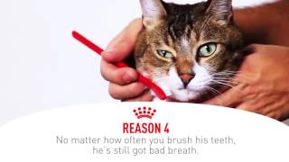 Reason 1: he seems more lethargic than usual. 2: he’s not interested
in food. 3: when does eat, throws it up. 4: no matter how oft...