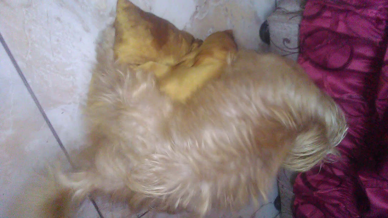 El perro pajero de la esperanza citi - YouTube