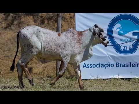 Lote 18 - ABGL 176