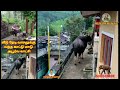 Indian Gaur visits the residents of Nilgiris!! || வீடு தேடி வாசலுக்கு வந்த காட்டு மாடு அபூர்வ காட்சி