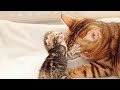 Mama Cat Gets Excited When her Little Kitten Ivy Starts Drinking and Cuddle