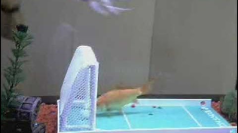 Complete Fish Training Session