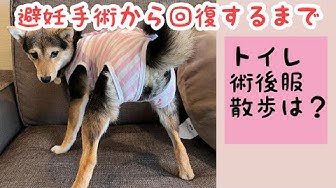 犬の避妊手術 Youtube
