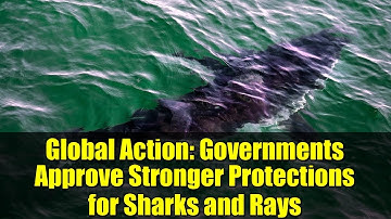 Global Action: Governments Approve Stronger Protections for Sharks and Rays