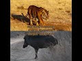 Forgor the watermark debate edit vsbattle animals battleedit boar tiger india kaziranga