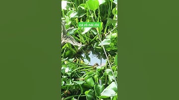 Câu cá. câu cá rô đồng #shorts (video) #giaitri