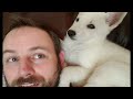 First week with our white German shepherd puppy