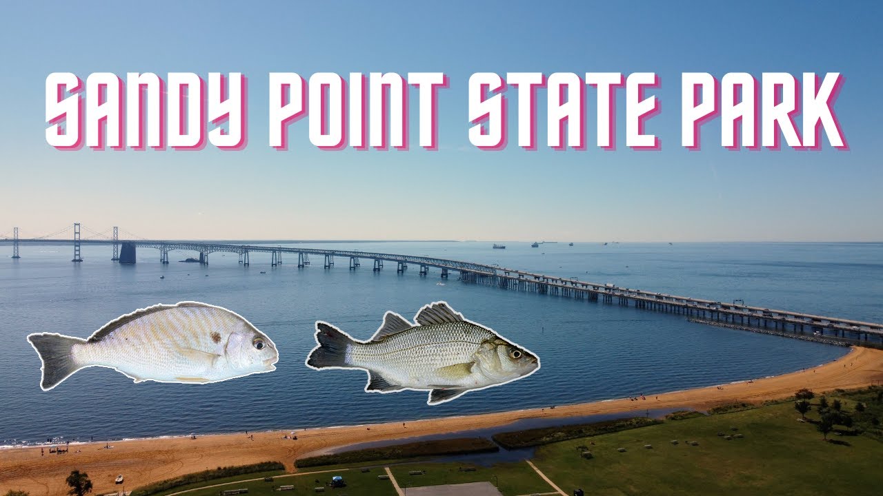 Fishing Sandy Point State Park Chesapeake Bay MD (White Perch, Spot