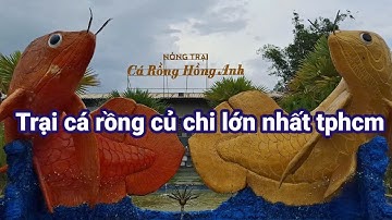 Tham quan trại cá rồng hồng anh lớn nhất tphcm  9/2025