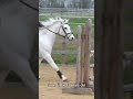 Harlows grown so much  harlowandpopcorn horseriding equestrian