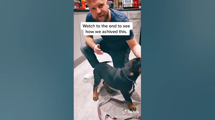 Puppy Biting Stopped In 3 Days