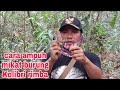 Cara Ampuh Mikat Burung Kolibri Rimba Mp3 - Mp4 Download