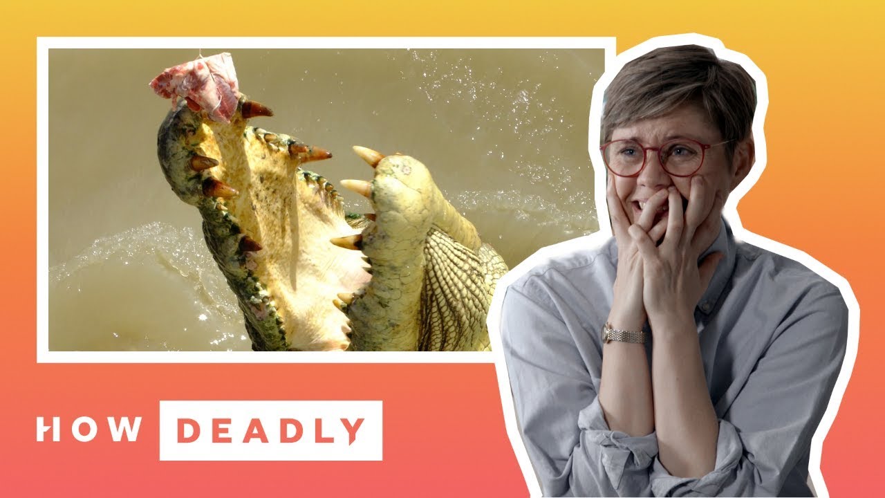 largest crocodile species ever Nature Nerd Reacts To Viral Saltwater Crocodile Videos From Australia | How Deadly