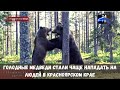 Голодные медведи стали чаще нападать на людей в Красноярском крае