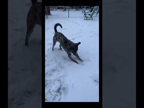 MARSHALL ZOOMIES