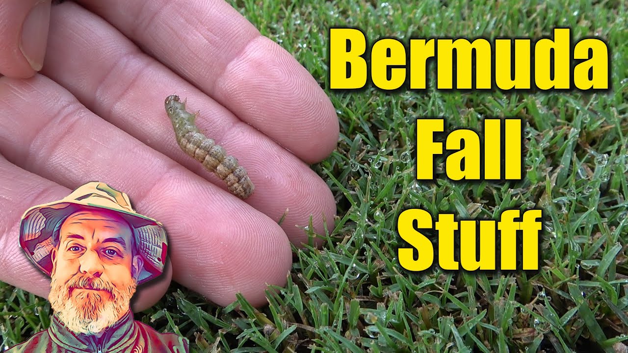 Bermuda Lawn Care Fall Products YouTube