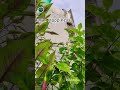 Plants Growth 📈 ☘️ #plants #garden #shorts #gardningtips #viral #viralshorts @AquaTerraGarden