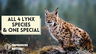 Discover All 4 Lynx and Bobcat Species + One Special!