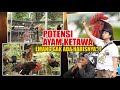 AYAM-AYAM KETAWA BERHARGA JUTAAN BERKUMPUL DAN DI4DU DITEMPAT INI -POTENSINYA EMANG GAK ADA HABISNYA