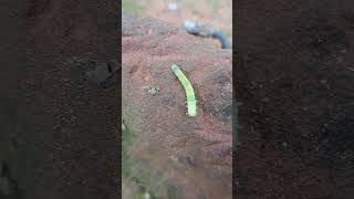 Cool Bug I Saw! #insect #bugs #macro