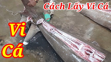 VI CÁ CẬN CẢNH LẤY VI CÁ TẠI CẢNG CÁ TẮC CẬU KIÊN GIANG