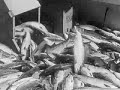 Alaska's Silver Millions Part 2 (1936 Documentary)