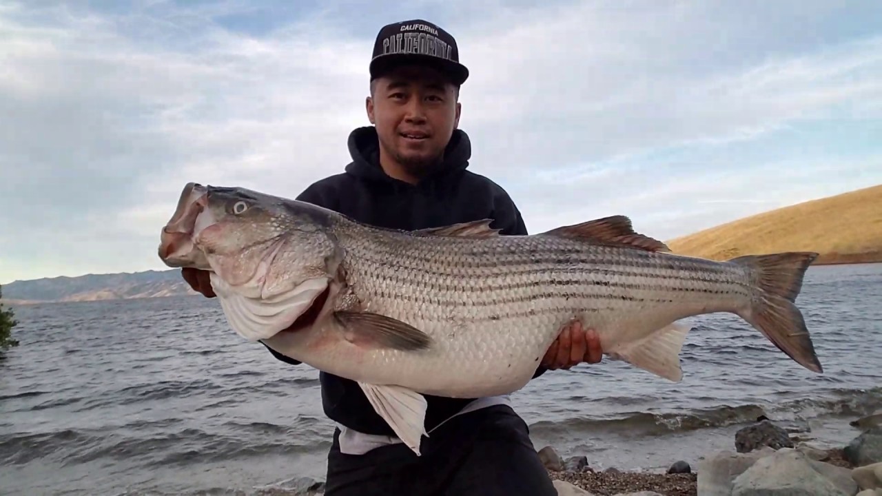 Big Striper at San Luis Reservoir 5/5/17 YouTube
